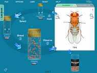 Laboratorios virtuales de Genética de Drosophila NewByte en Colombia