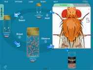 Laboratorios virtuales de Genética de Drosophila NewByte en Colombia