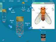 Laboratorios virtuales de Genética de Drosophila NewByte en Colombia