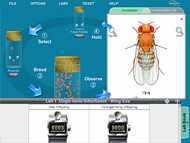 Laboratorios virtuales de Genética de Drosophila NewByte en Colombia