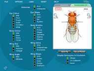 Laboratorios virtuales de Genética de Drosophila NewByte en Colombia